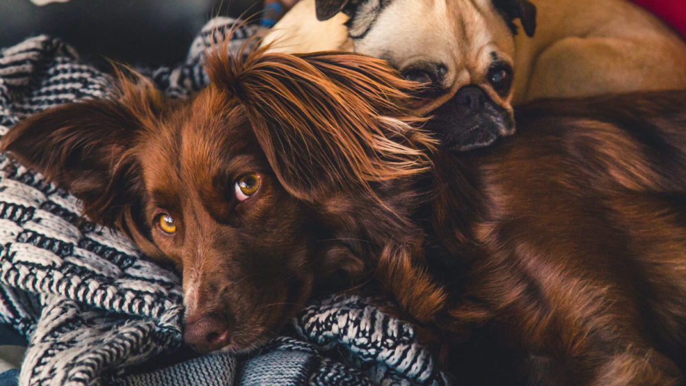 seguro para animais de estimação